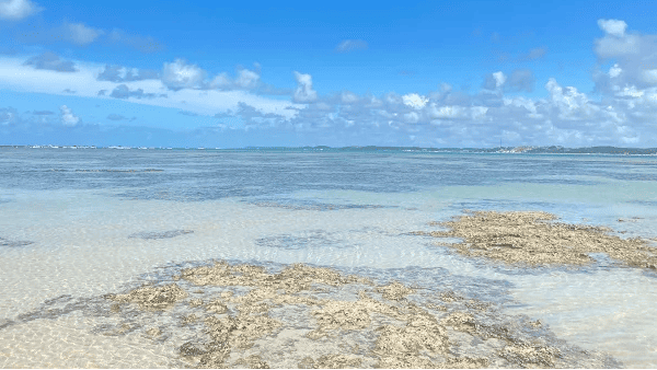Maragogi: O Tesouro Azul-Turquesa de Alagoas que Encanta Todo Viajante 5 Praia da Barra Grande