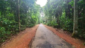 Chico Mendes Environmental Park: A Natural and Cultural Haven in Rio Branco