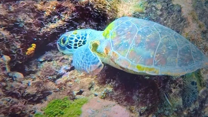 Viajar para Fernando de Noronha: Guia Prático com Dicas de Ouro