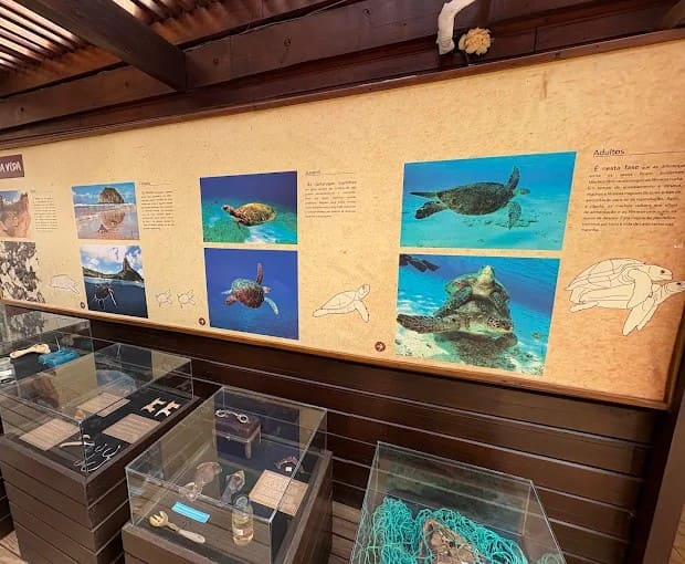 Viajar para Fernando de Noronha: Guia Prático com Dicas de Ouro