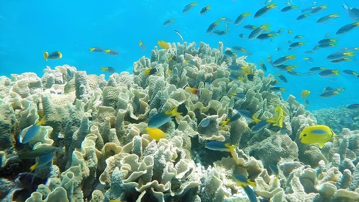 Porto Seguro: Conheça os Encantos do Destino Mais Querido do Litoral Baiano