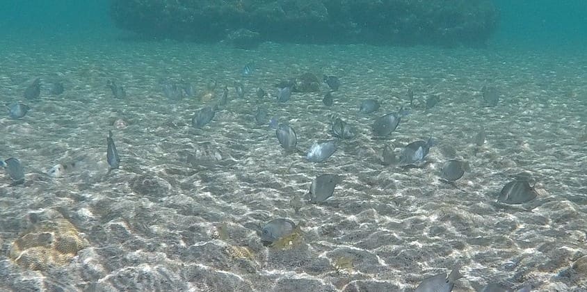 o que fazer em Fernando de Noronha