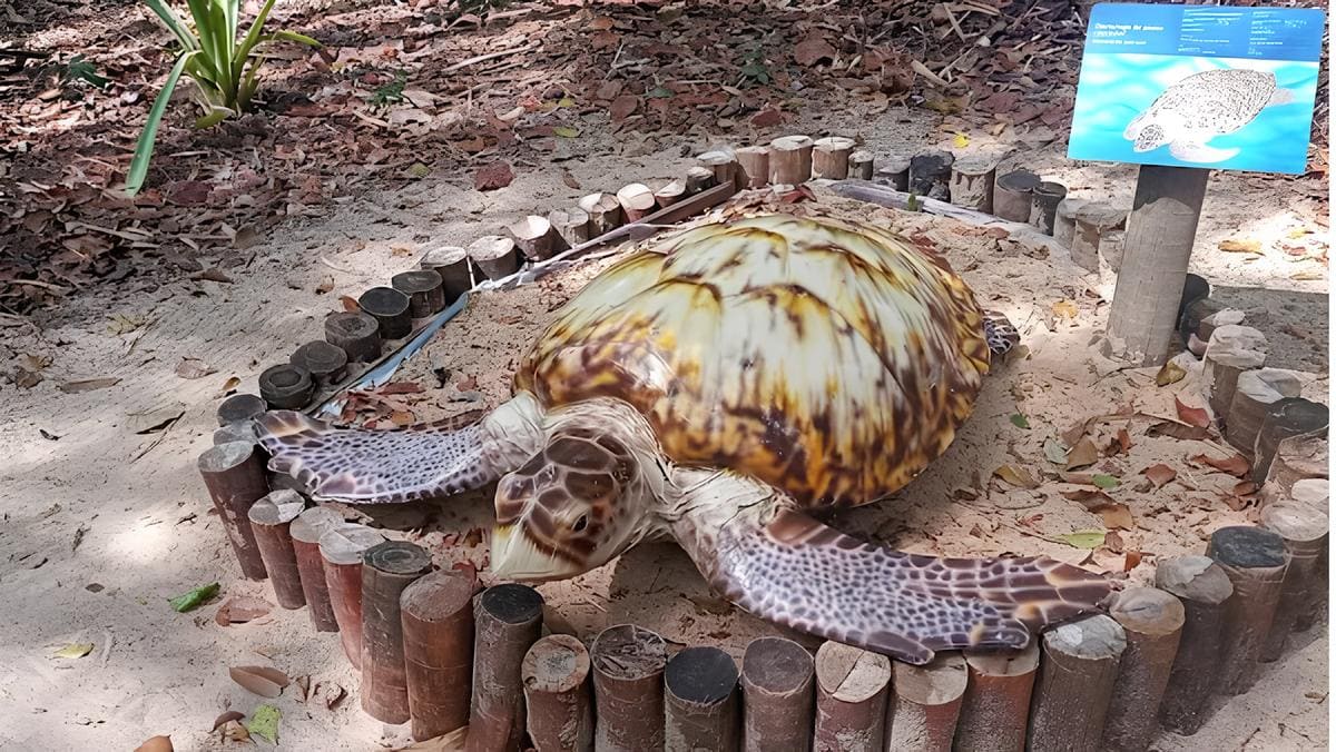 Praia da Pipa: Roteiro Completo para Curtir Cada Detalhe Deste Paraíso