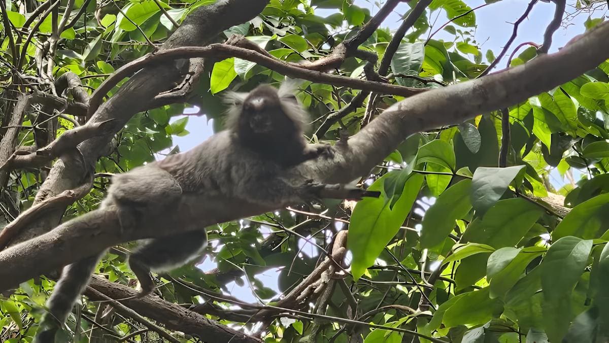 Praia da Pipa: Roteiro Completo para Curtir Cada Detalhe Deste Paraíso